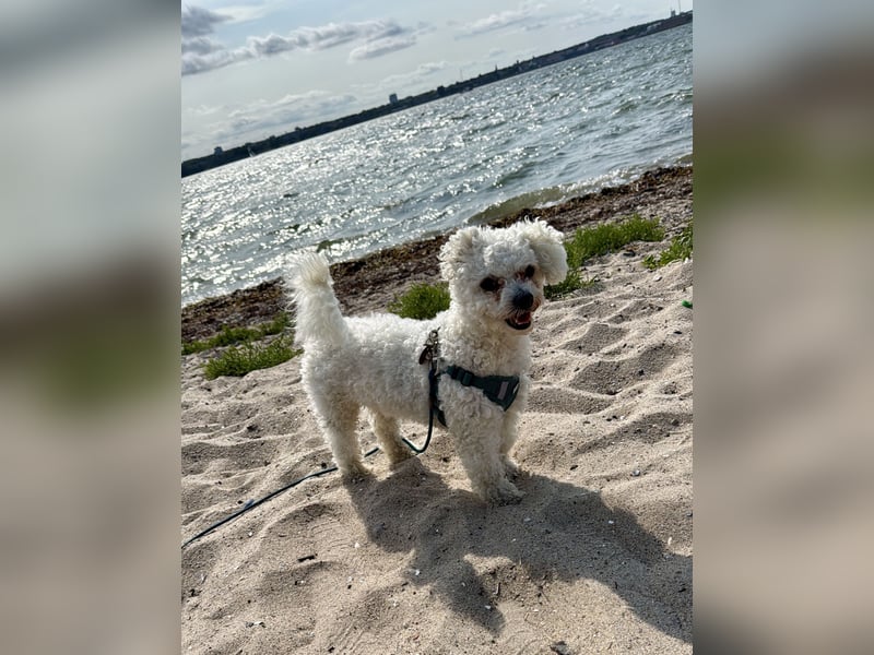 Rocky, Bichon frise