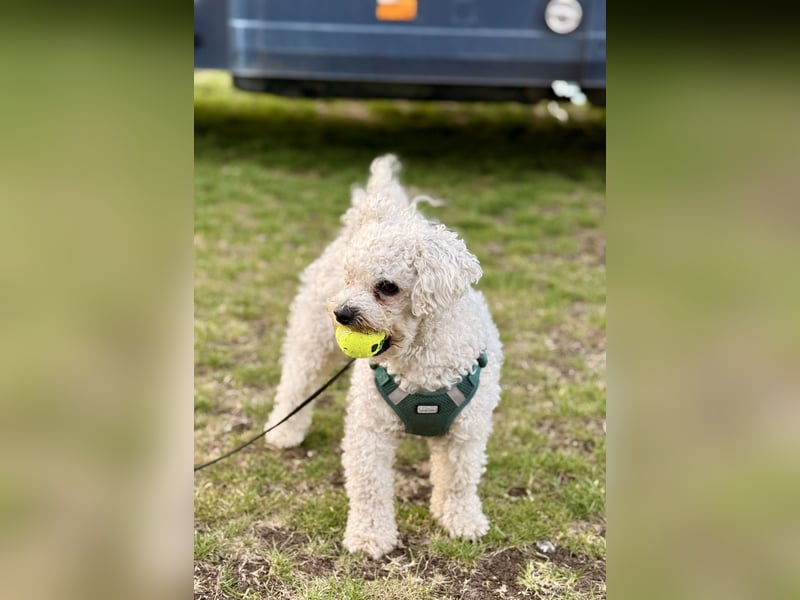 Rocky, Bichon frise