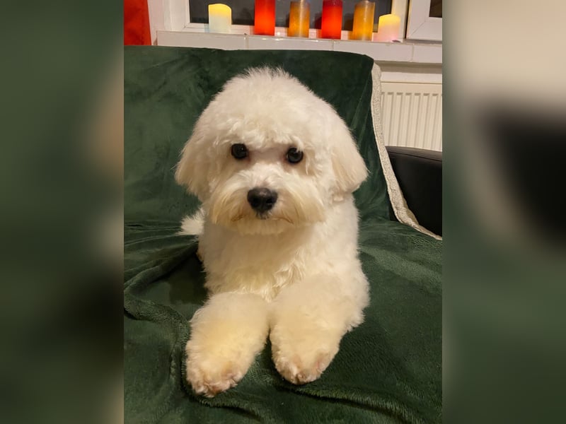 Bichon Frise Toby