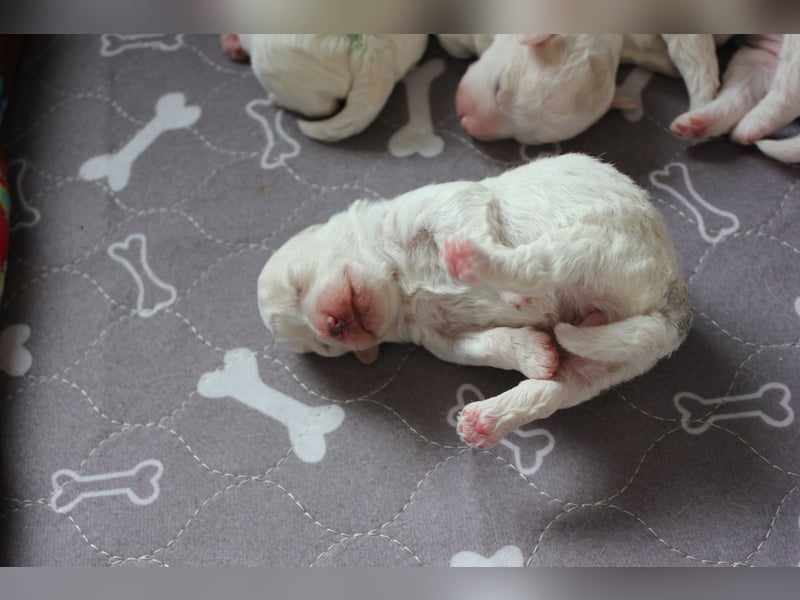 Bichon Frisé Welpen mit VDH‑Ahnentafel