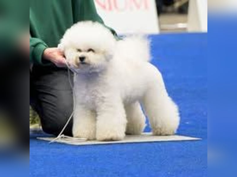 Bichon Frisé Welpen mit VDH‑Ahnentafel