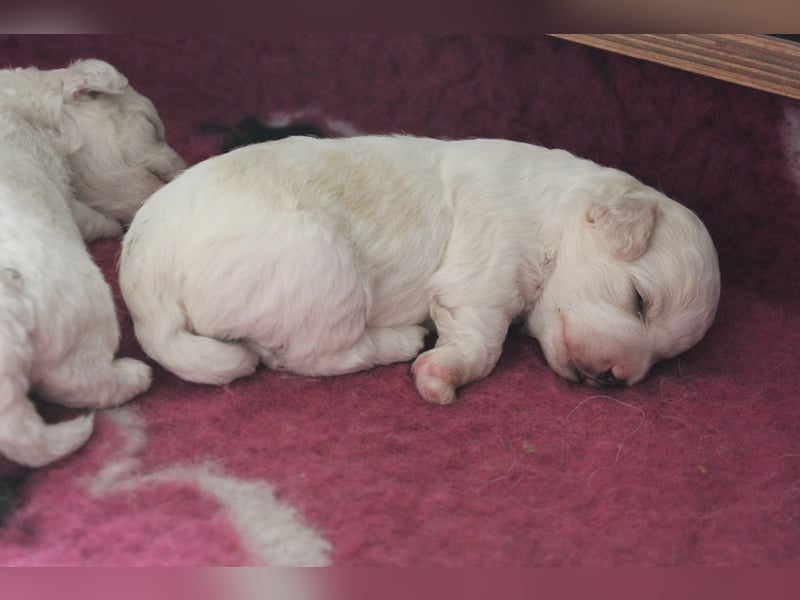 Bichon Frisé Welpen mit VDH‑Ahnentafel