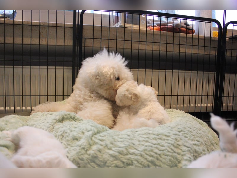 Bichon Frisé Welpen mit VDH‑Ahnentafel