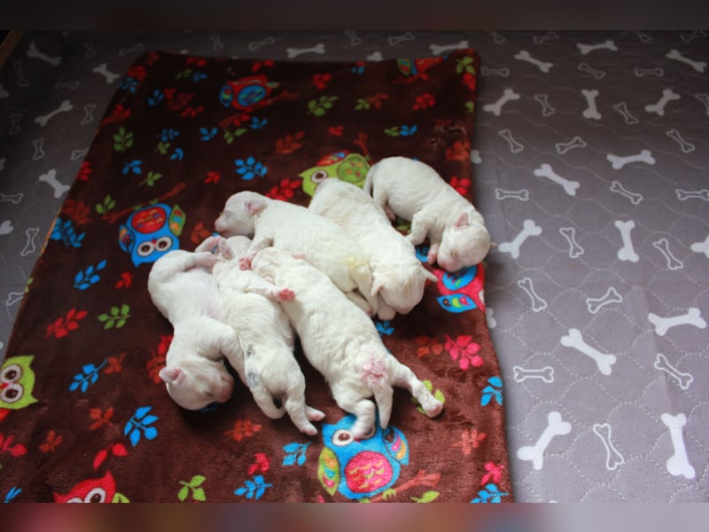 Bichon Frisé Welpen mit VDH‑Ahnentafel