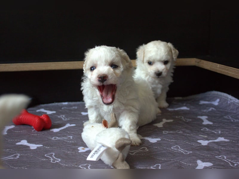 Bichon Frisé Welpen mit VDH‑Ahnentafel