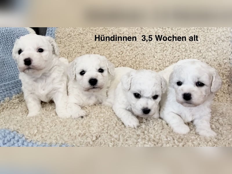 Bichon Frise Welpen suchen ein liebes Zuhause