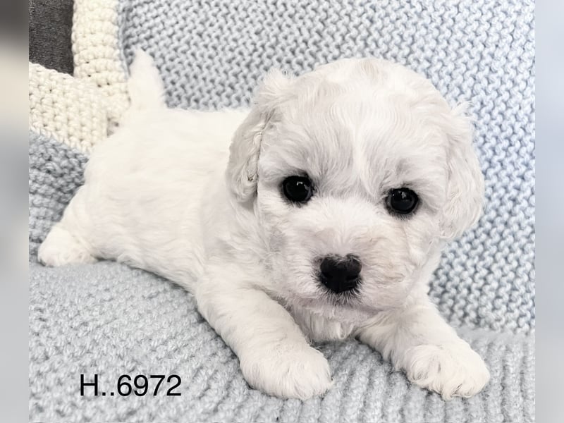 Bichon Frise Welpen suchen ein liebes Zuhause
