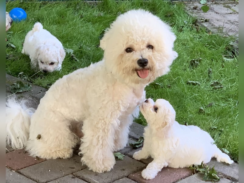 Bichon Frise Welpen suchen ein liebes Zuhause