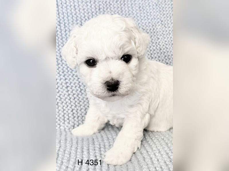 Bichon Frise Welpen suchen ein liebes Zuhause