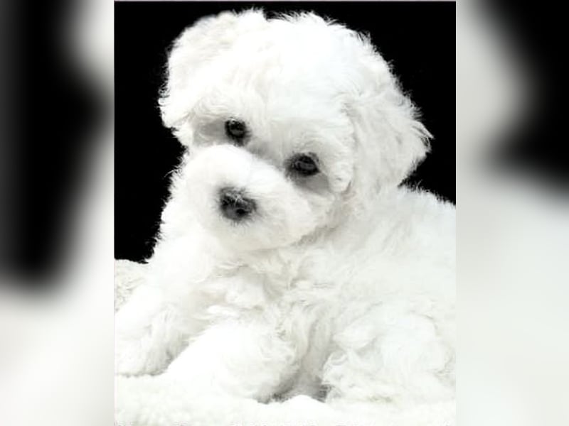 Bichon Frise Welpen suchen ein liebes Zuhause