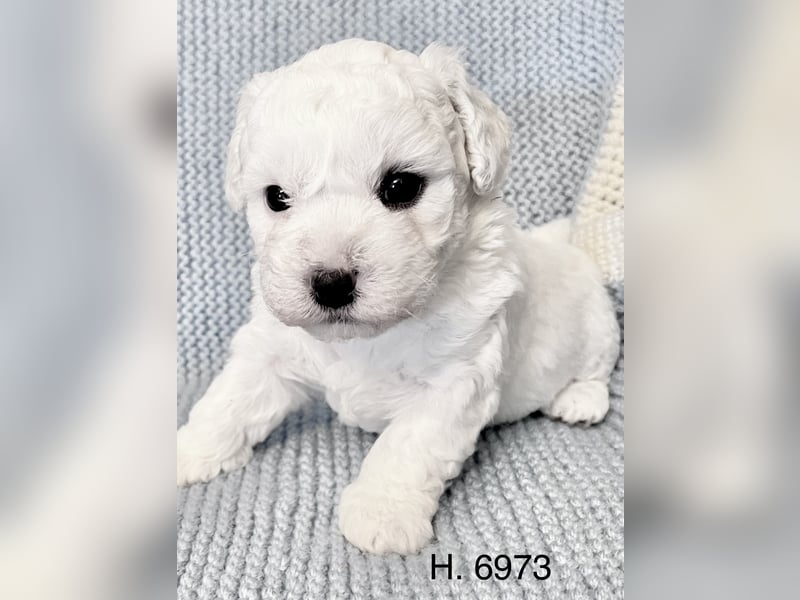 Bichon Frise Welpen suchen ein liebes Zuhause