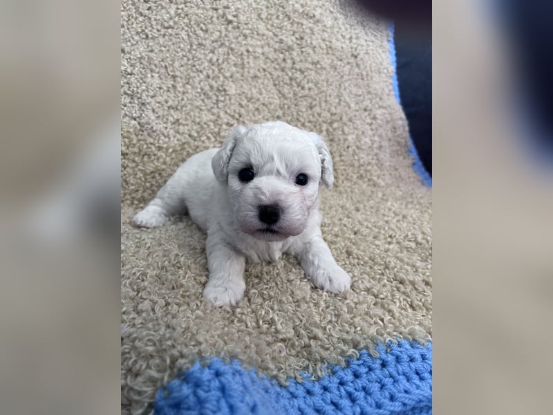 Bichon Frise Welpen suchen ein liebes Zuhause