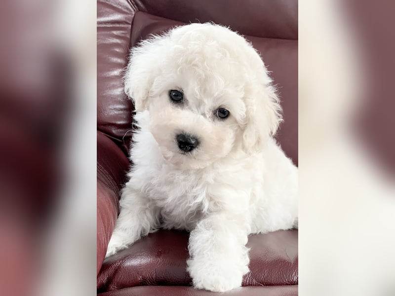 Bichon Frise Welpen suchen ein liebes Zuhause