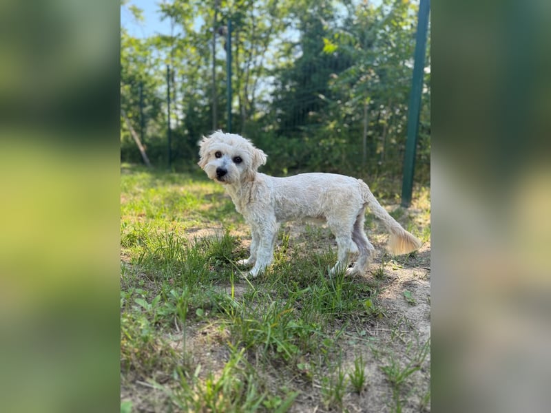 Tosca - kleine Bichon-Hündin gibt nicht auf!