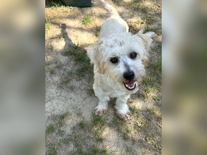 Tosca - kleine Bichon-Hündin gibt nicht auf!