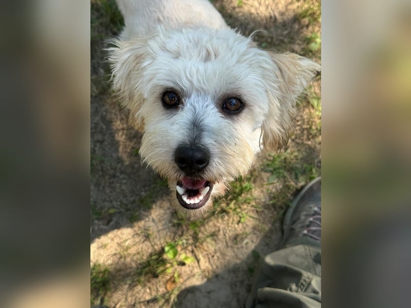 Tosca - kleine Bichon-Hündin gibt nicht auf!
