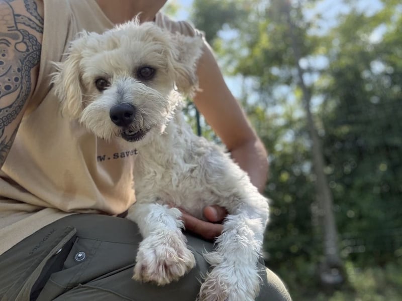 Tosca - kleine Bichon-Hündin gibt nicht auf!