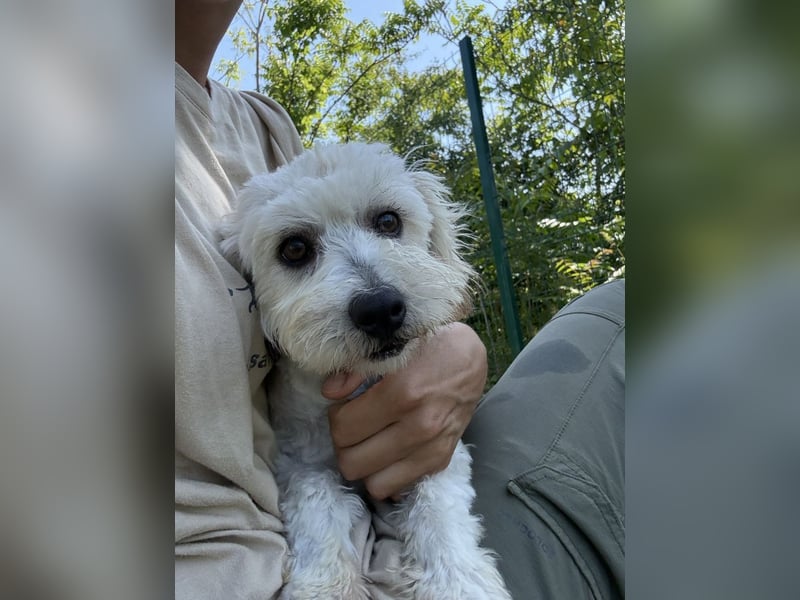 Tosca - kleine Bichon-Hündin gibt nicht auf!