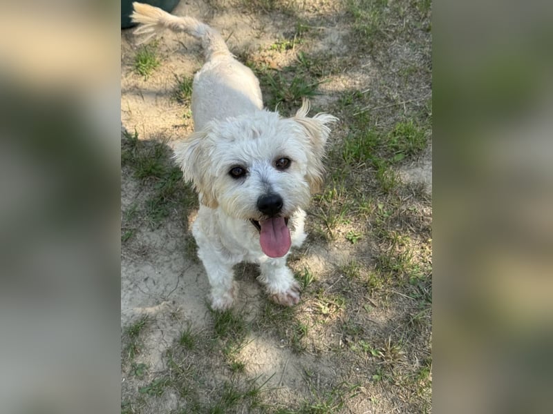 Tosca - kleine Bichon-Hündin gibt nicht auf!