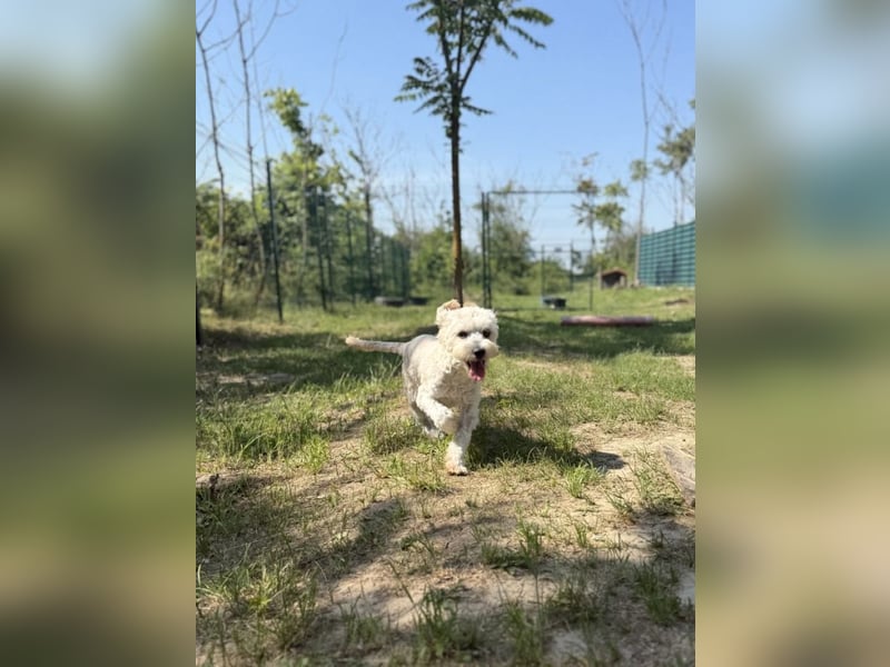 Tosca - kleine Bichon-Hündin gibt nicht auf!