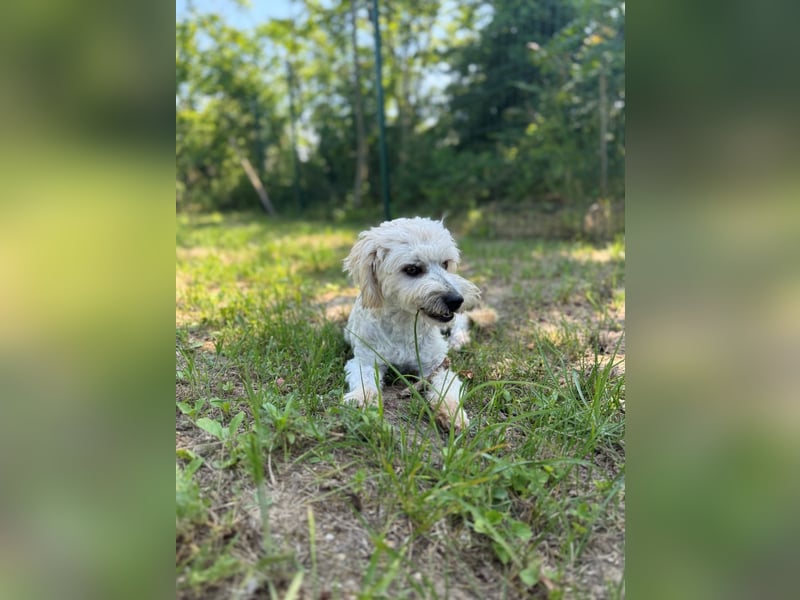 Tosca - kleine Bichon-Hündin gibt nicht auf!