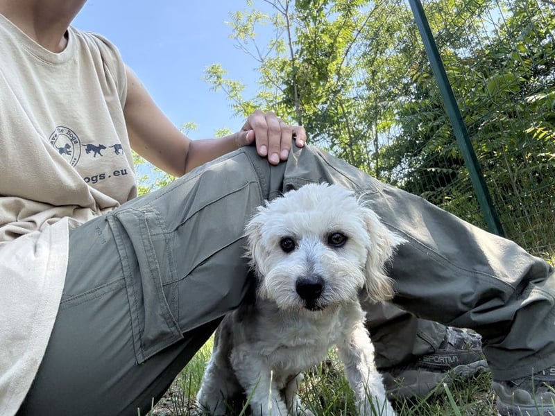 Tosca - kleine Bichon-Hündin gibt nicht auf!