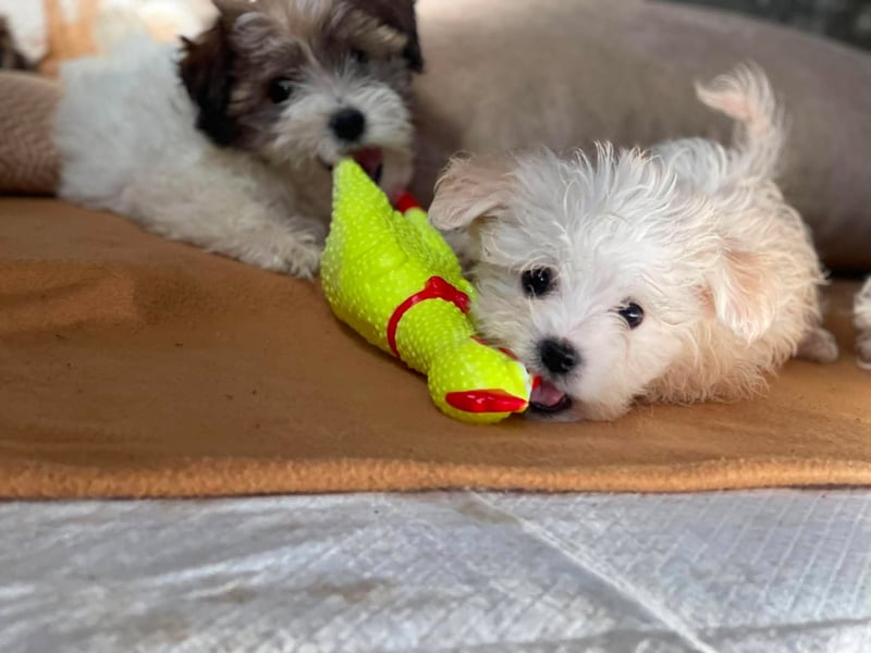 MILO - kleiner Herzensbrecher sucht liebevolles Zuhause