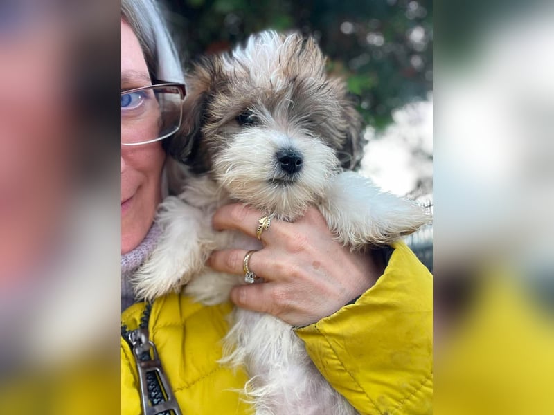 BELLA - zuckersüßes Hundekind