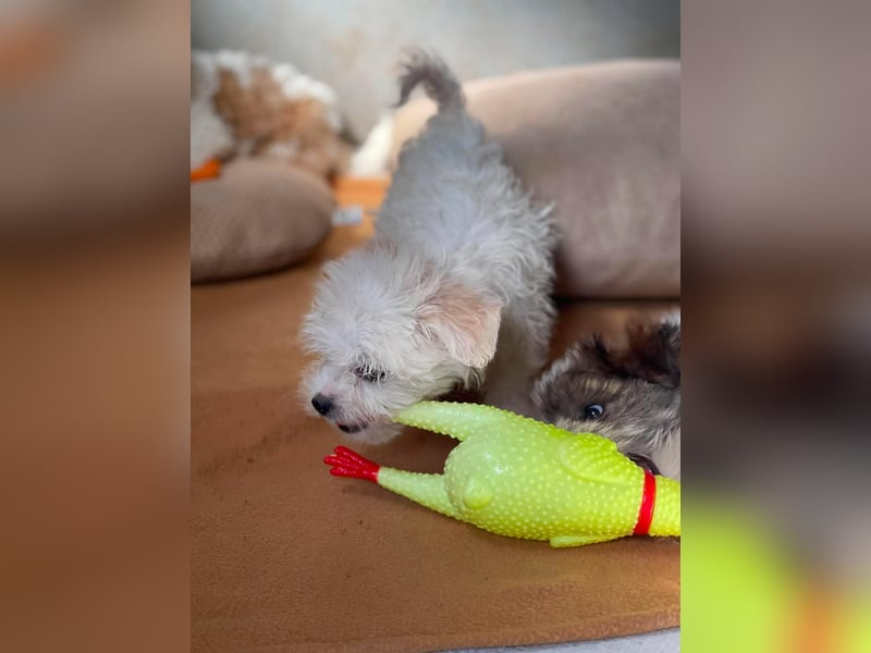 MILO - kleiner Herzensbrecher sucht liebevolles Zuhause