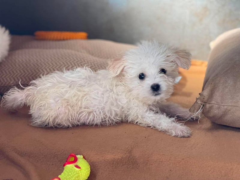 MILO - kleiner Herzensbrecher sucht liebevolles Zuhause