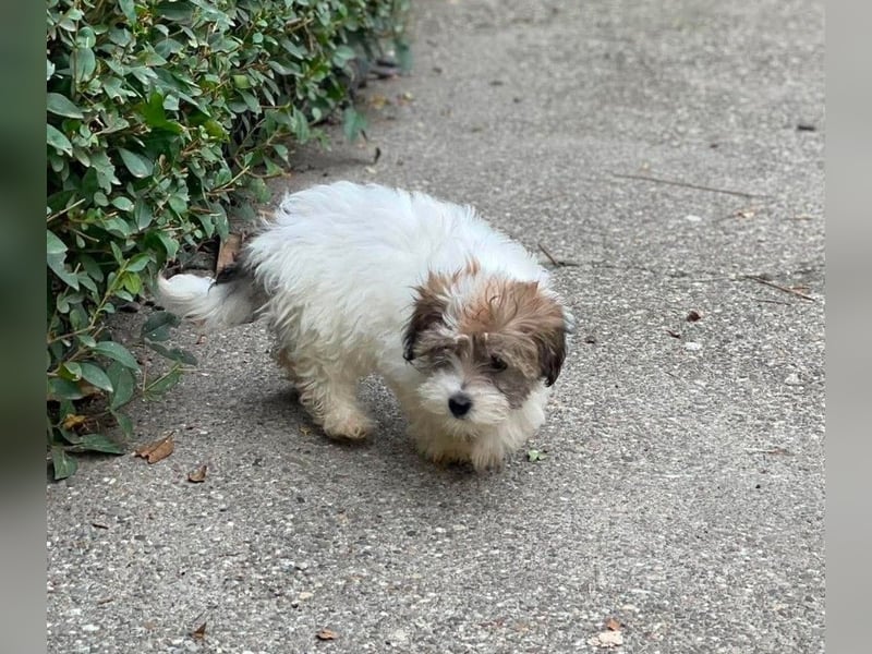 BELLA - zuckersüßes Hundekind