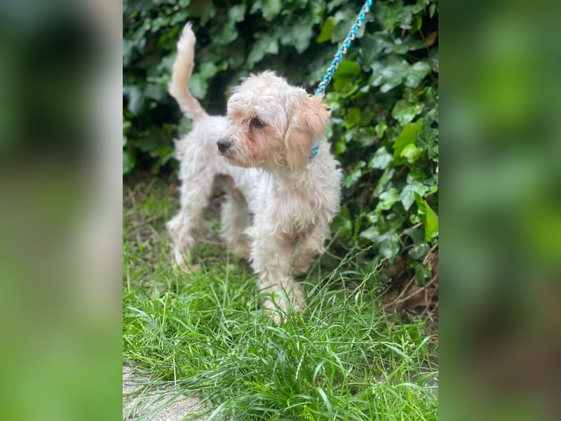 PUFI - kleine Seele sucht seine Menschen