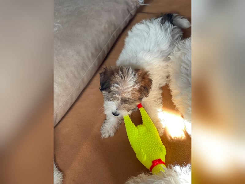 BELLA - zuckersüßes Hundekind