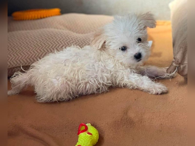 MILO - kleiner Herzensbrecher sucht liebevolles Zuhause