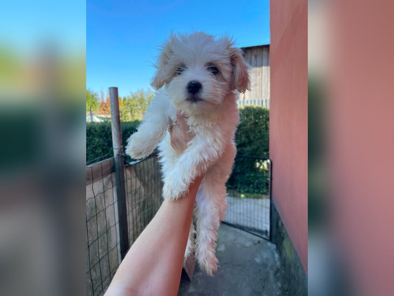BONNIE - liebevolles Hundemädchen