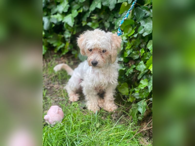 PUFI - kleine Seele sucht seine Menschen