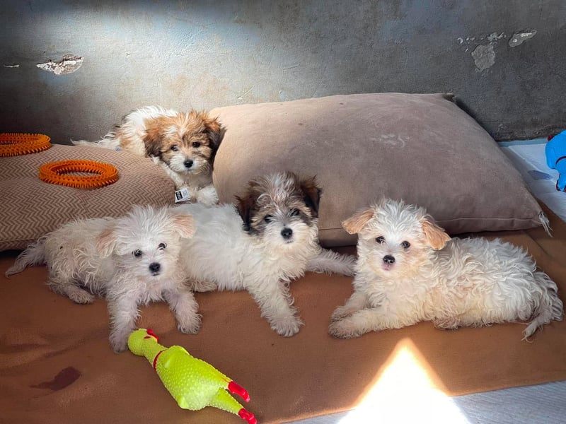 MILO - kleiner Herzensbrecher sucht liebevolles Zuhause