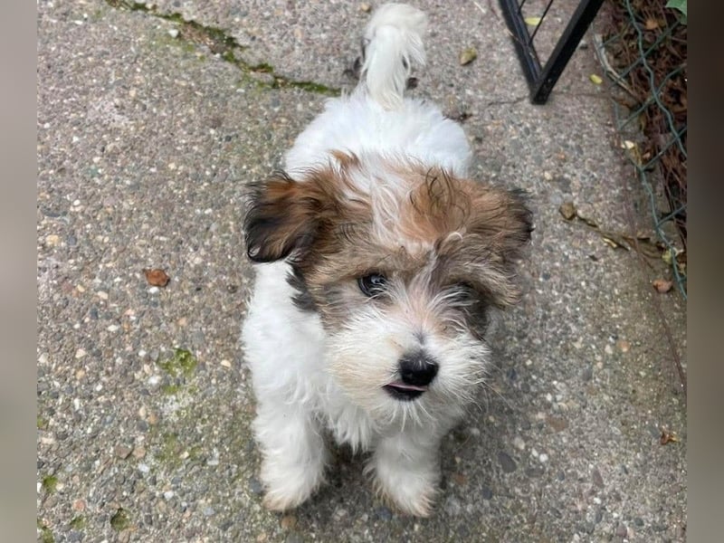 BELLA - zuckersüßes Hundekind