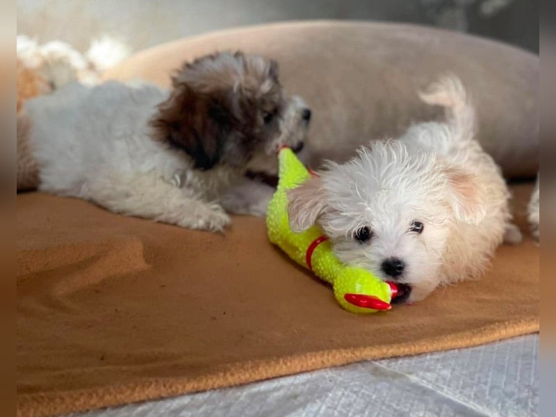 MILO - kleiner Herzensbrecher sucht liebevolles Zuhause