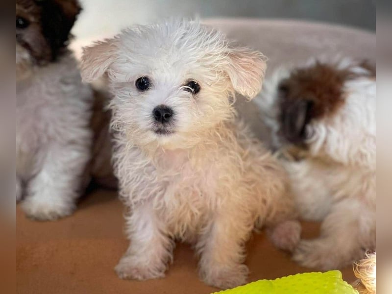 MILO - kleiner Herzensbrecher sucht liebevolles Zuhause