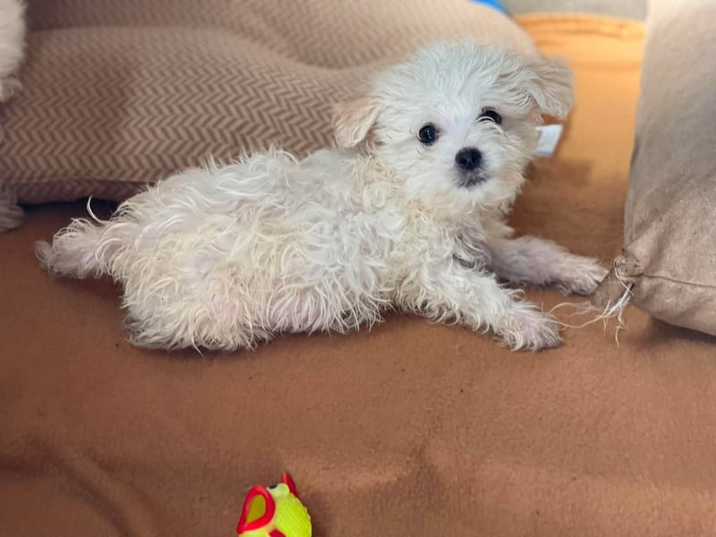 MILO - kleiner Herzensbrecher sucht liebevolles Zuhause