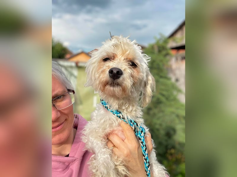 PUFI - kleine Seele sucht seine Menschen