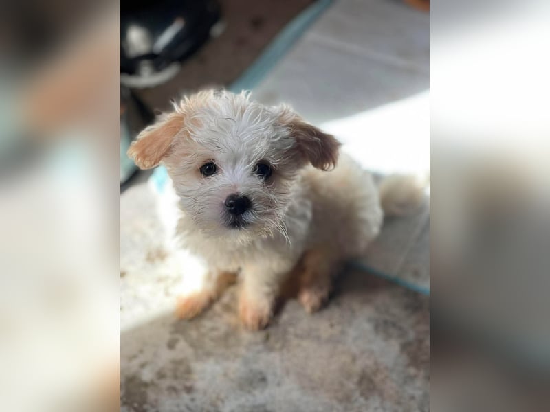 MILO - kleiner Herzensbrecher sucht liebevolles Zuhause