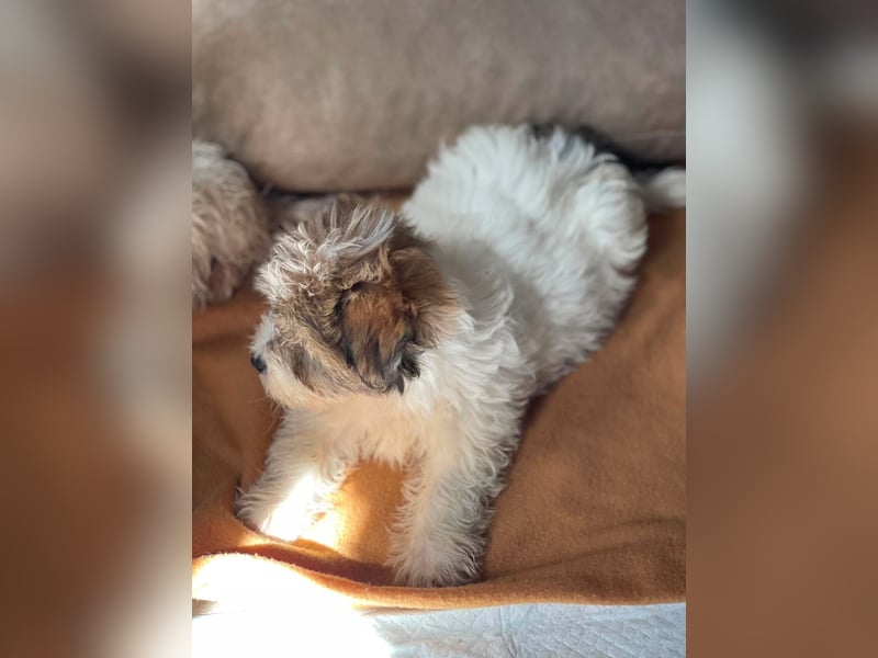 BELLA - zuckersüßes Hundekind