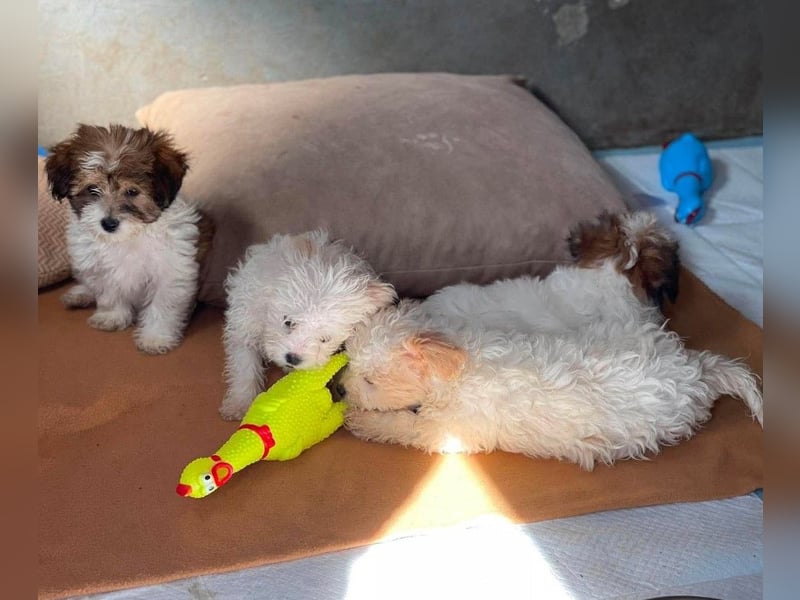MILO - kleiner Herzensbrecher sucht liebevolles Zuhause