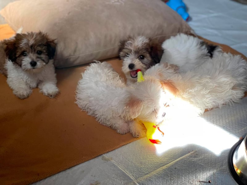 BELLA - zuckersüßes Hundekind