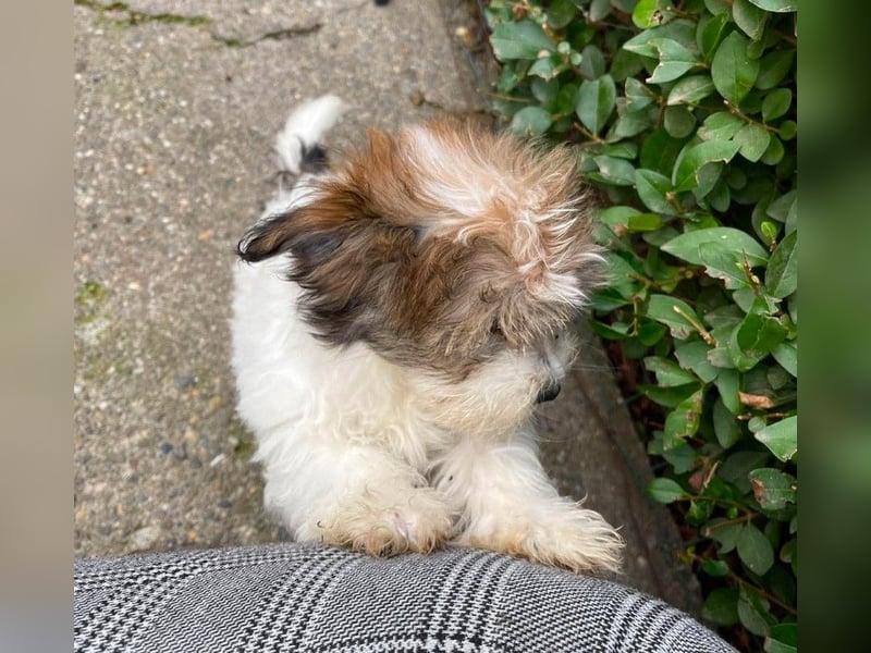 BELLA - zuckersüßes Hundekind