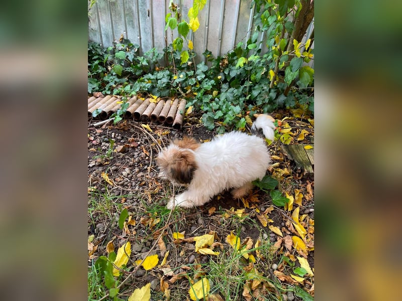 BELLA - zuckersüßes Hundekind