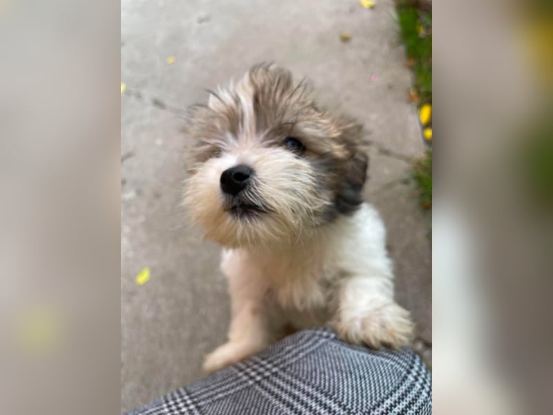 BELLA - zuckersüßes Hundekind