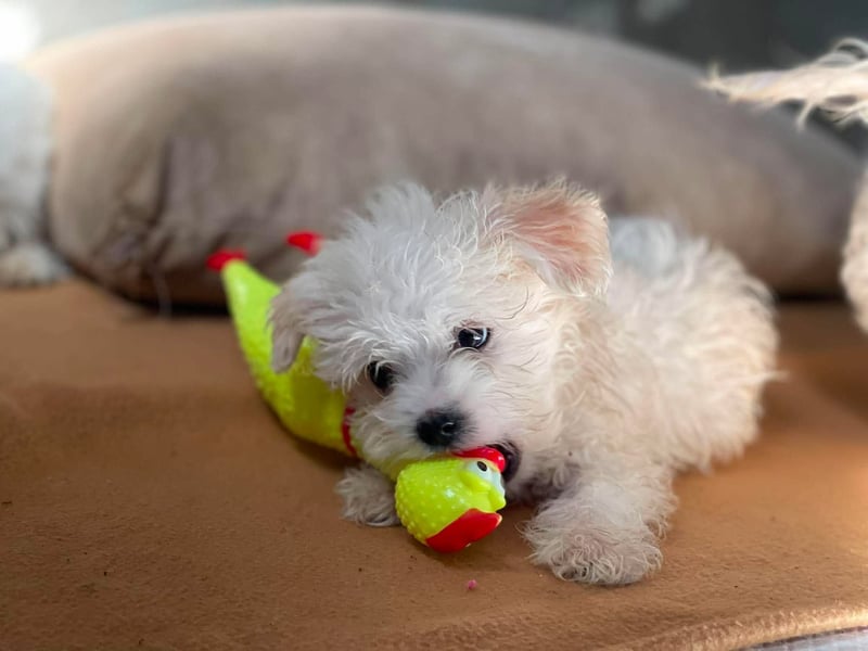 MILO - kleiner Herzensbrecher sucht liebevolles Zuhause